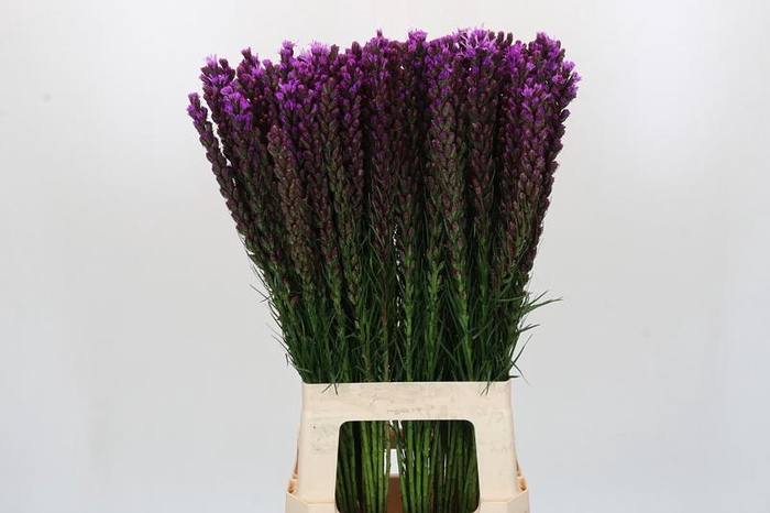 <h4>Liatris Callilepis Forest Lodge</h4>