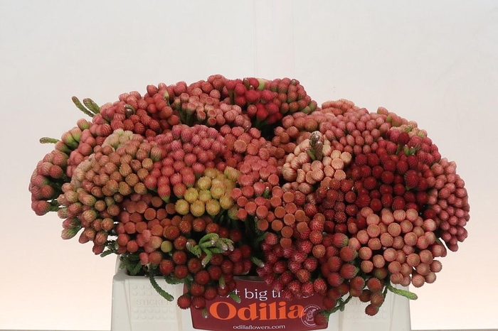 <h4>BRUN LA RED</h4>