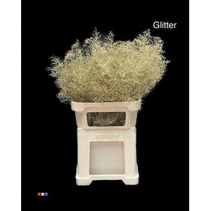 Limonium Gold + Glitter Bio