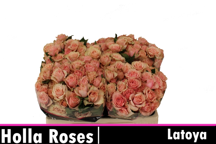 <h4>Rosa sp latoya</h4>