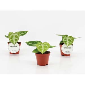 Anthurium Silver Blush