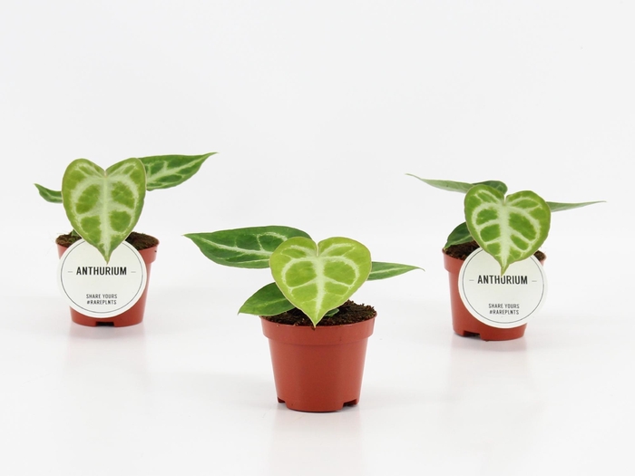 <h4>Anthurium Silver Blush</h4>