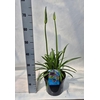 Agapanthus africanus
