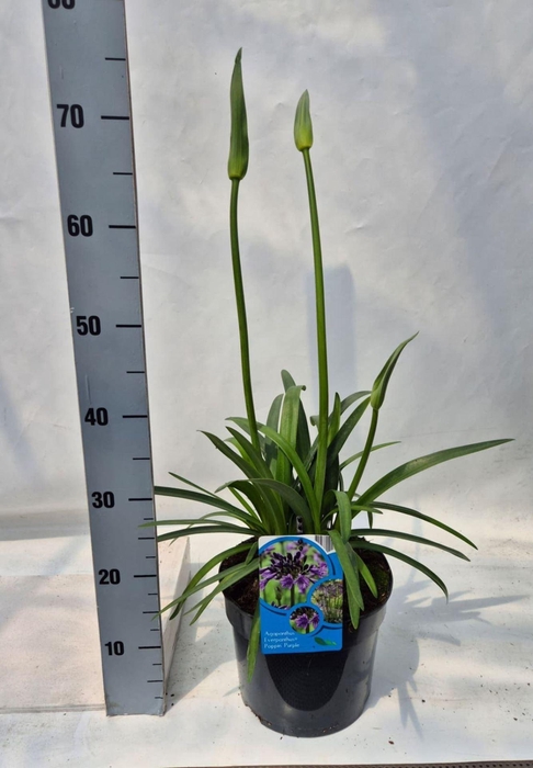 Agapanthus africanus