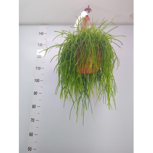 Rhipsalis   ...