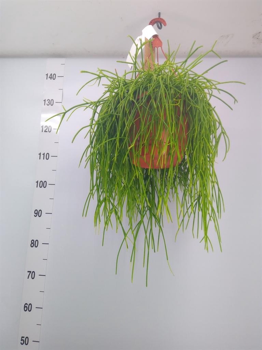 <h4>Rhipsalis   ...</h4>