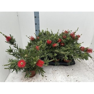 CALLISTEMON CITRINUS