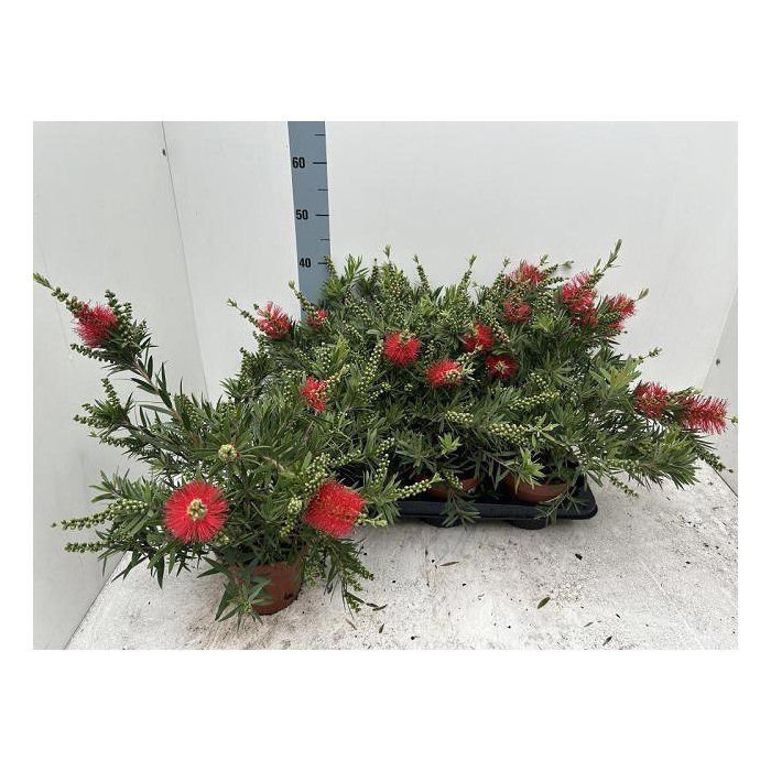 <h4>CALLISTEMON CITRINUS</h4>