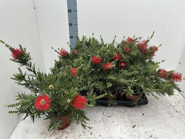 <h4>CALLISTEMON CITRINUS</h4>