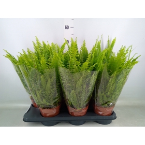 Nephrolepis exal. 'Green Lady'