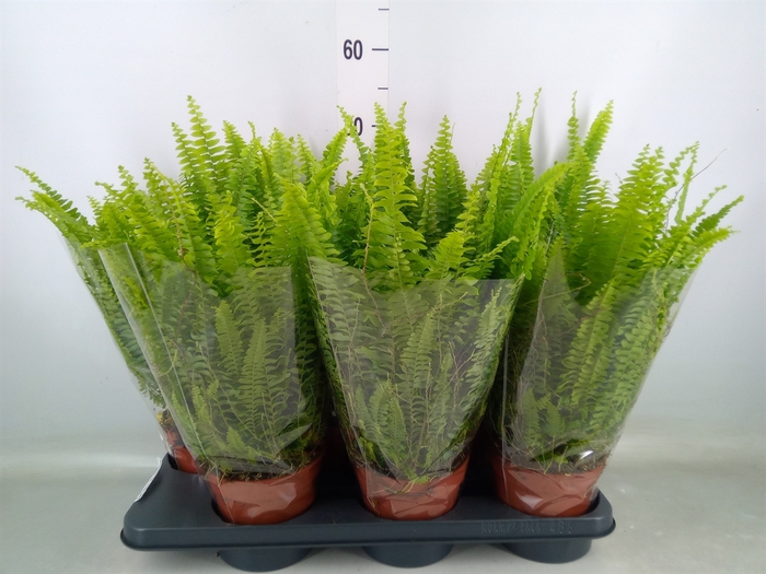 <h4>Nephrolepis exal. 'Green Lady'</h4>