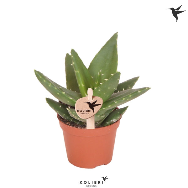 <h4>Kolibri Greens Succulenten Aloe Brevifolia</h4>