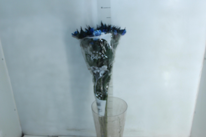 <h4>ALSTROEMERIA TINGIDA 080 CM AZUL</h4>