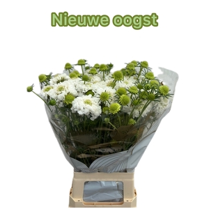 SCAB AT F SCOOP WHIT