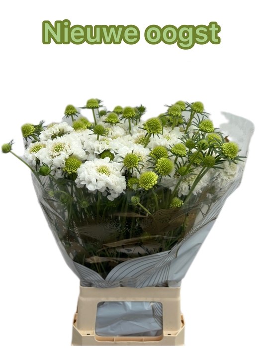 <h4>SCAB AT F SCOOP WHIT</h4>