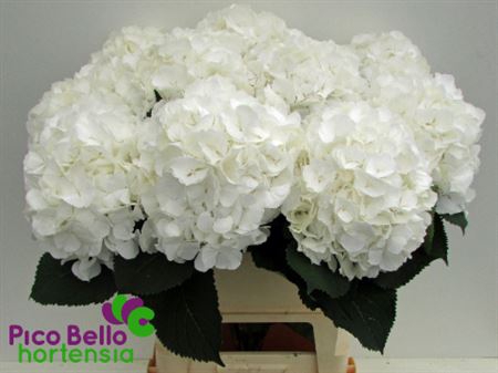<h4>Hydr M Ch Whi Verena Super</h4>
