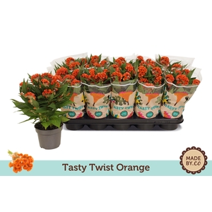 Celosia Tasty Twist Orange