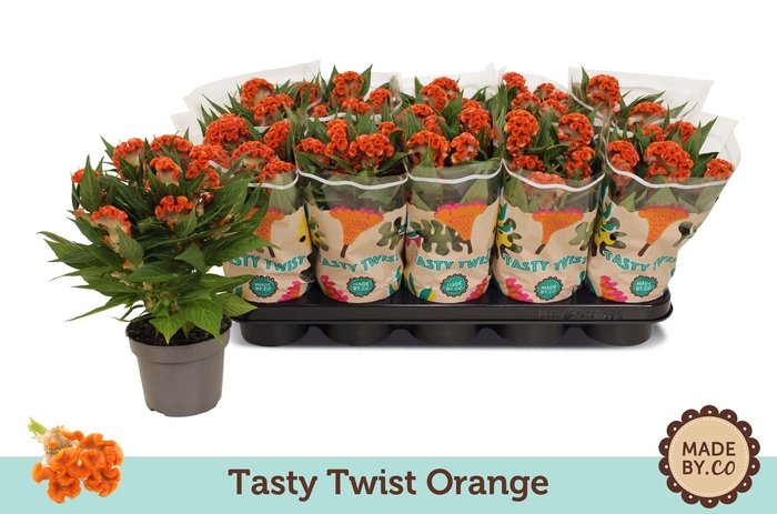 <h4>Celosia Tasty Twist Orange</h4>