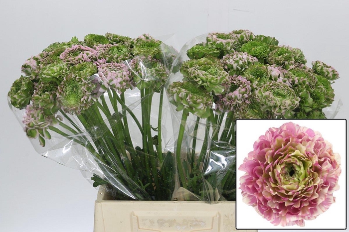 <h4>RANUNCULUS OV</h4>