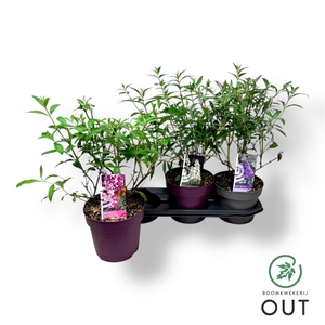 BUDD DAVIDII OV
