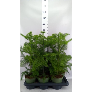 Araucaria heterophylla