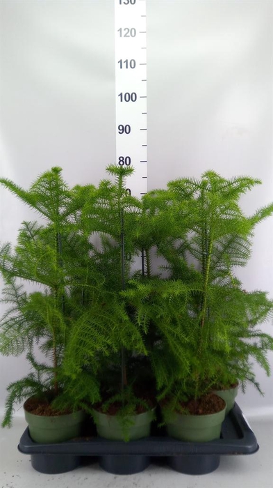 <h4>Araucaria heterophylla</h4>