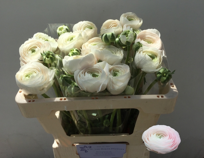 <h4>RAN SU HANOI</h4>