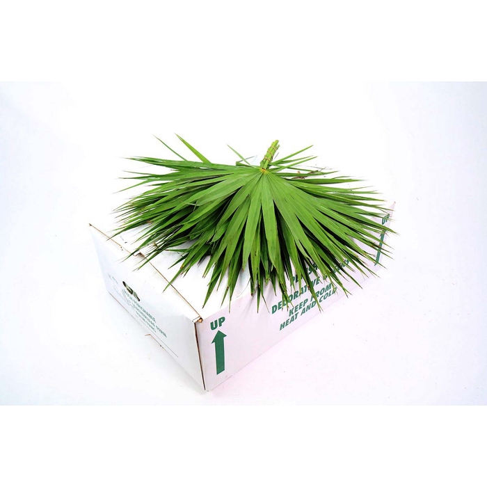 <h4>Palmetto</h4>