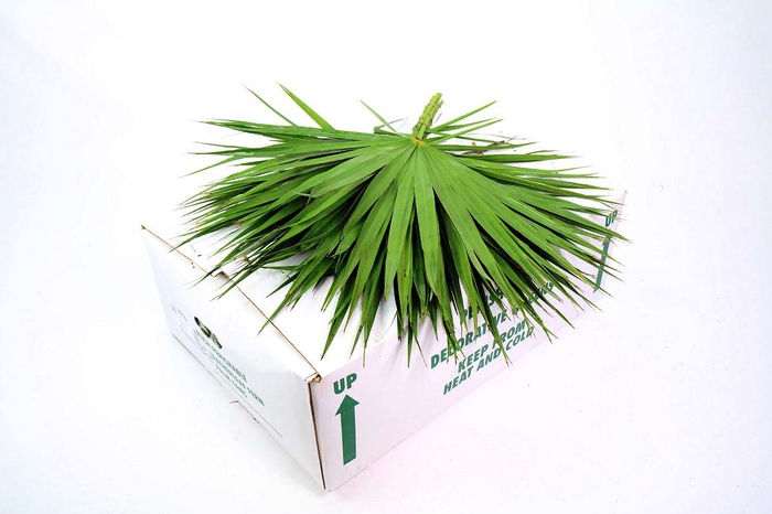 <h4>Palmetto</h4>