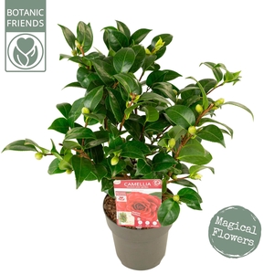 Camellia jap. 'Black Lace' Premium