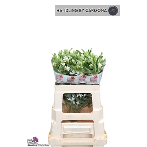 OXY CO PERF WHI HARM