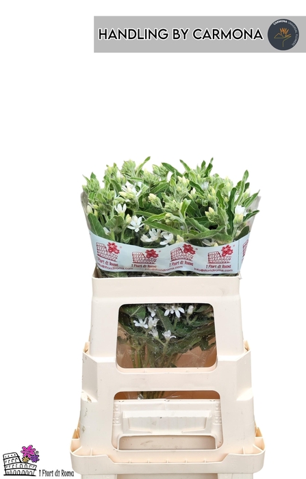 <h4>OXY CO PERF WHI HARM</h4>