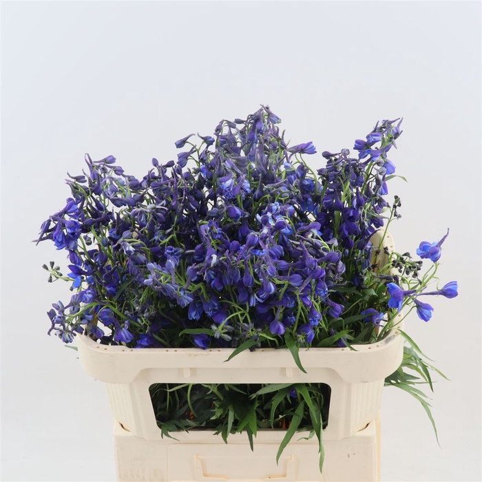<h4>Delphinium Enkel Deldonna Blue</h4>