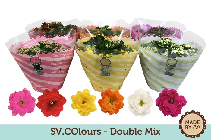 <h4>Kalanchoë Double Mix in SV.COloursleeve</h4>