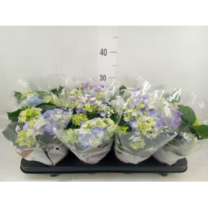 Hydrangea mac. 'Early Blue'