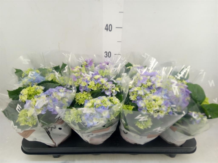 <h4>Hydrangea mac. 'Early Blue'</h4>
