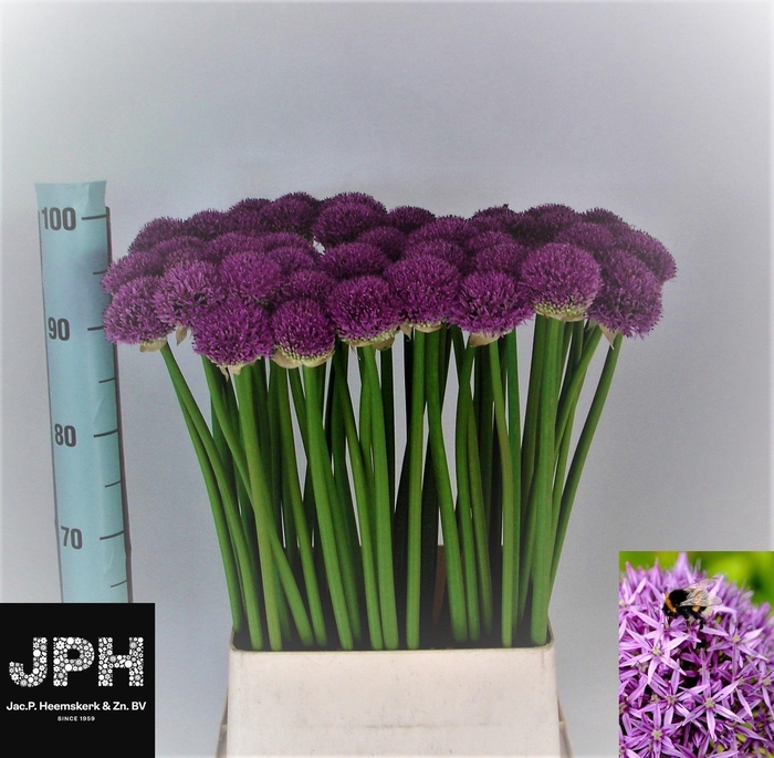<h4>ALLIUM GLADIATOR</h4>