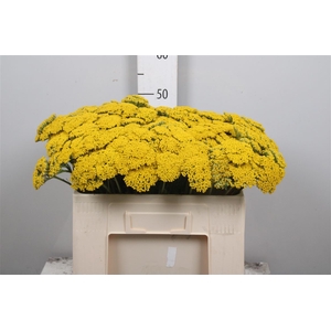 Achil F Parker Variety