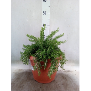Rosmarinus officinalis 'Prostratus'