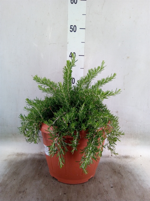 <h4>Rosmarinus officinalis 'Prostratus'</h4>