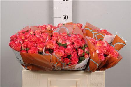 Rosa TR 'Summer Dance' BRAAM