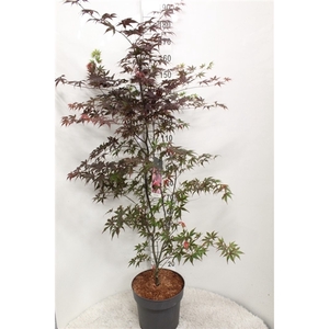 Acer palmatum 'Bloodgood' P32 potgekweekt