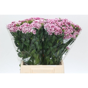Dianthus Br Doblino Fans