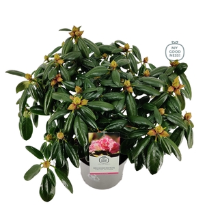 Rhododendron hybr. 'Virginia Richard' C5 40-50