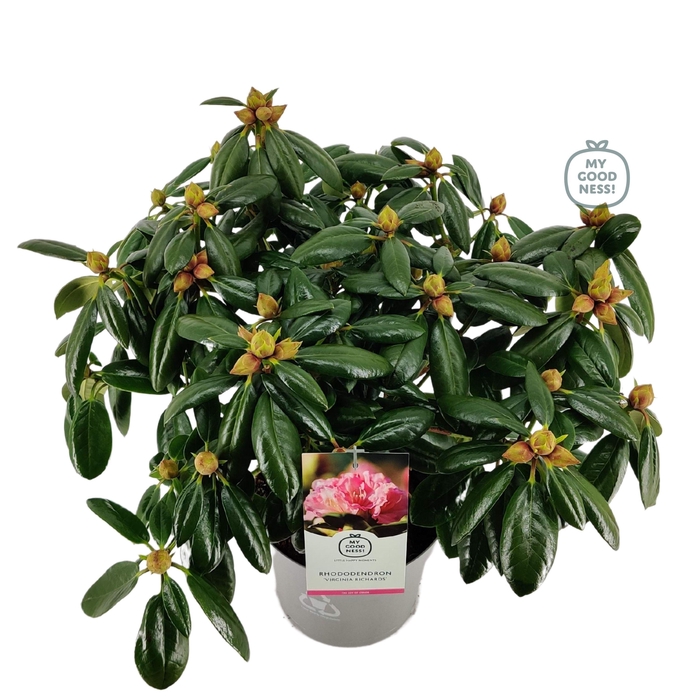 <h4>Rhododendron hybr. 'Virginia Richard' C5 40-50</h4>