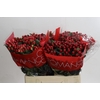 Hypericum True Romance