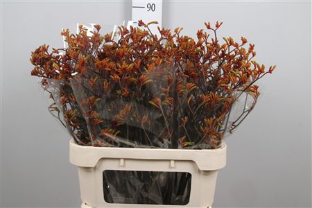 <h4>Anigoz Bush Sunset</h4>