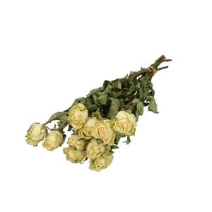 Dried flowers Rose 40cm x10