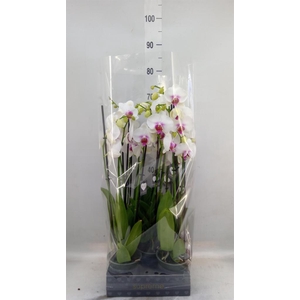 Phalaenopsis  'Red Lips'