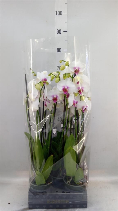 <h4>Phalaenopsis  'Red Lips'</h4>